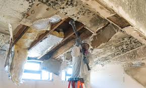 Why You Should Choose Our Mold Remediation Services in Wildwood, TN